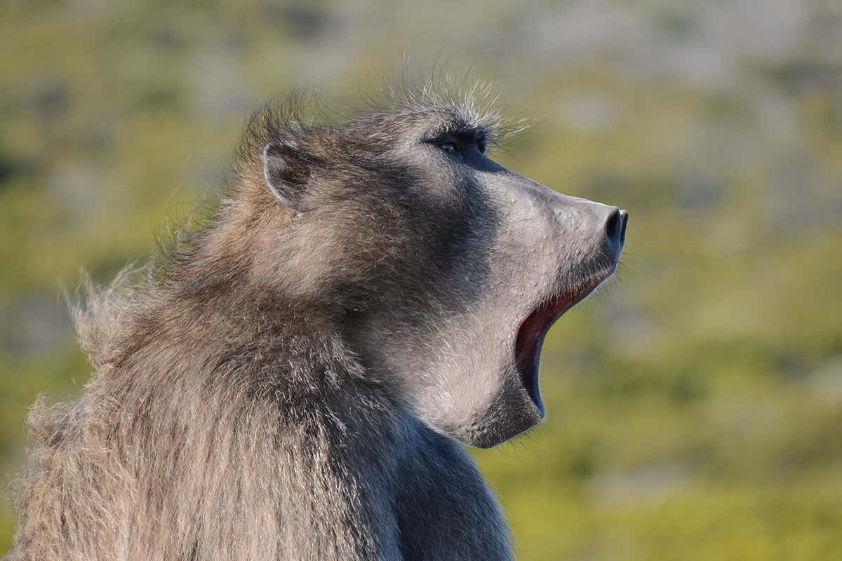 Monkey with open mouth