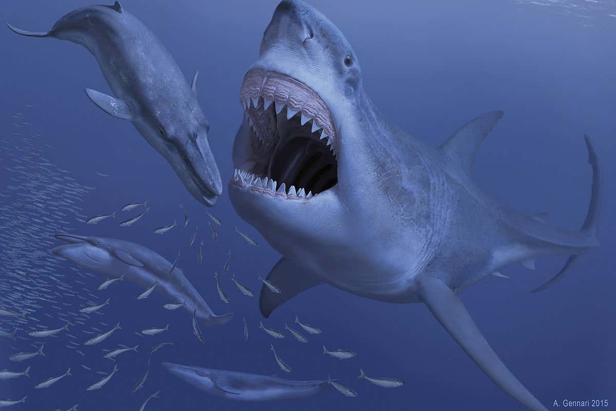 megalodon