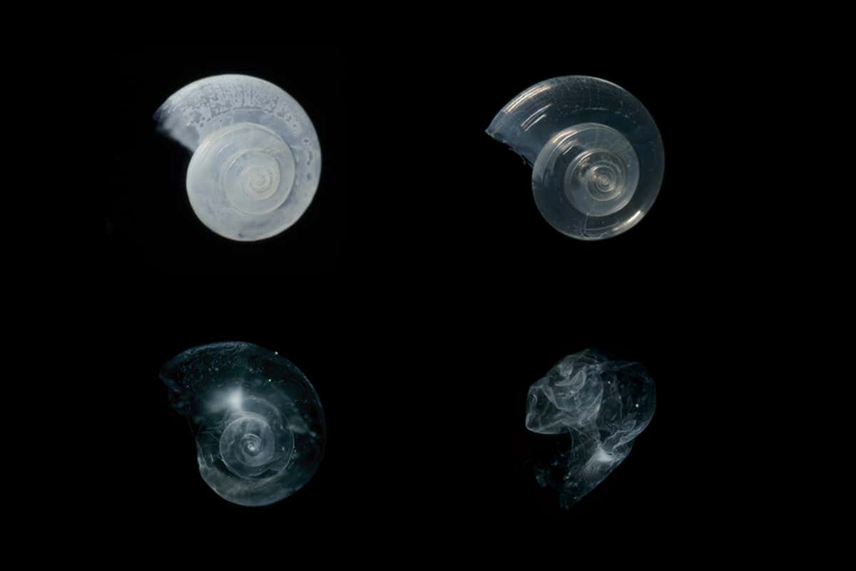 dissolving snail shells