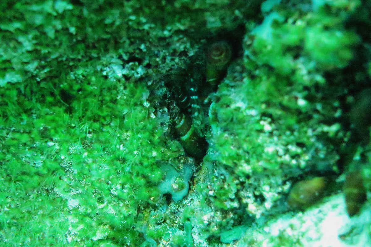 Cichlid babies and snails in nest