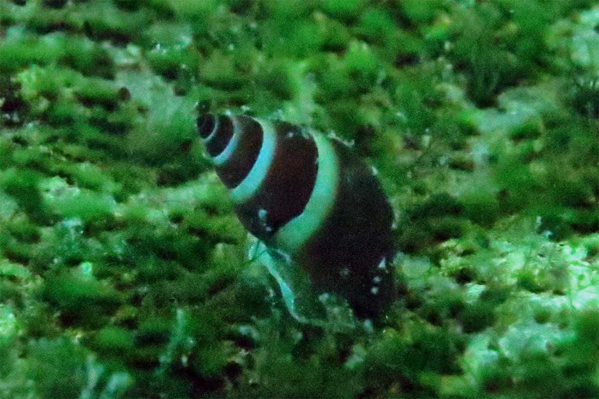 Water snail Reymondia horeii