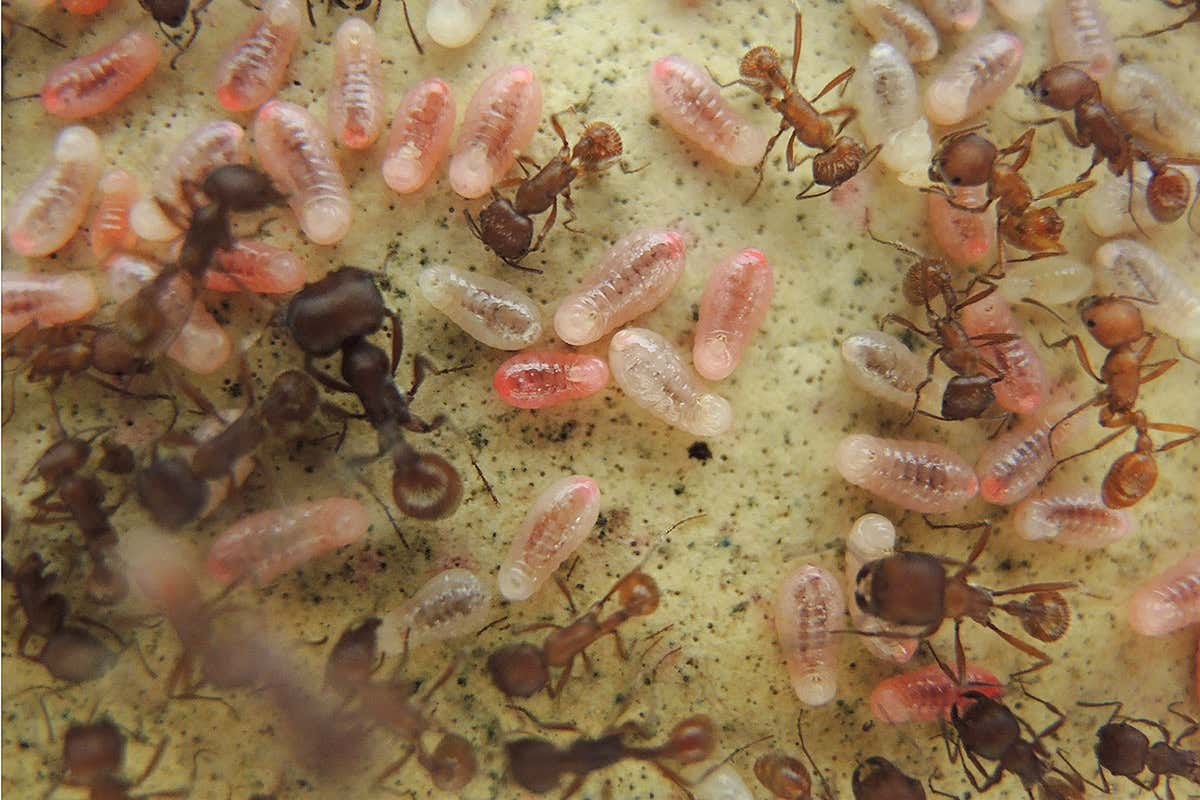 A close-up of a group of ants and larvae