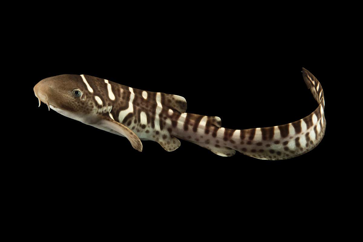 A juvenile zebra shark