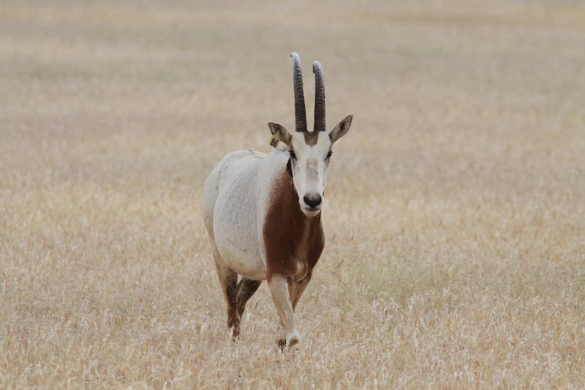 Scimitar-horned oryx in Chad
