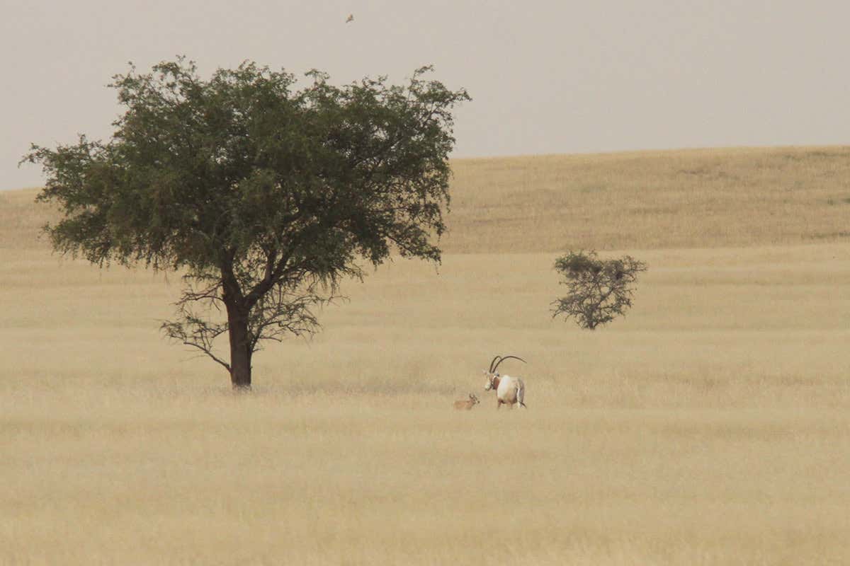 Mother and young oryx