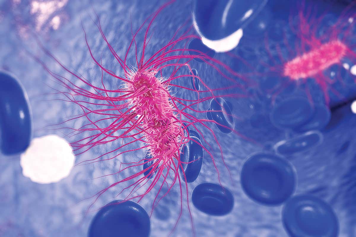 Pink bacterium with purple background