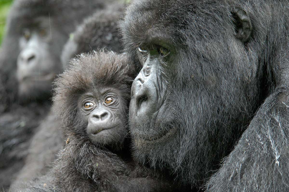 An adult gorilla holding a young gorilla