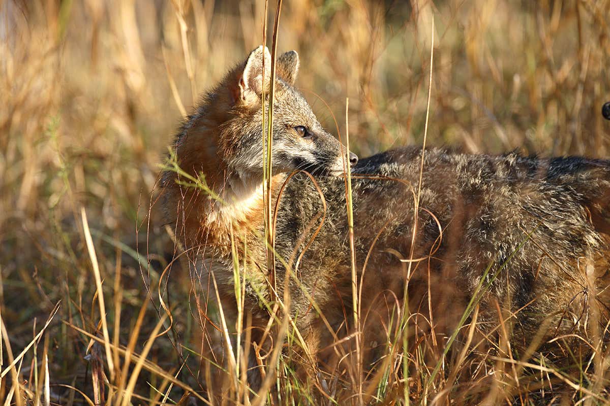 Grey fox