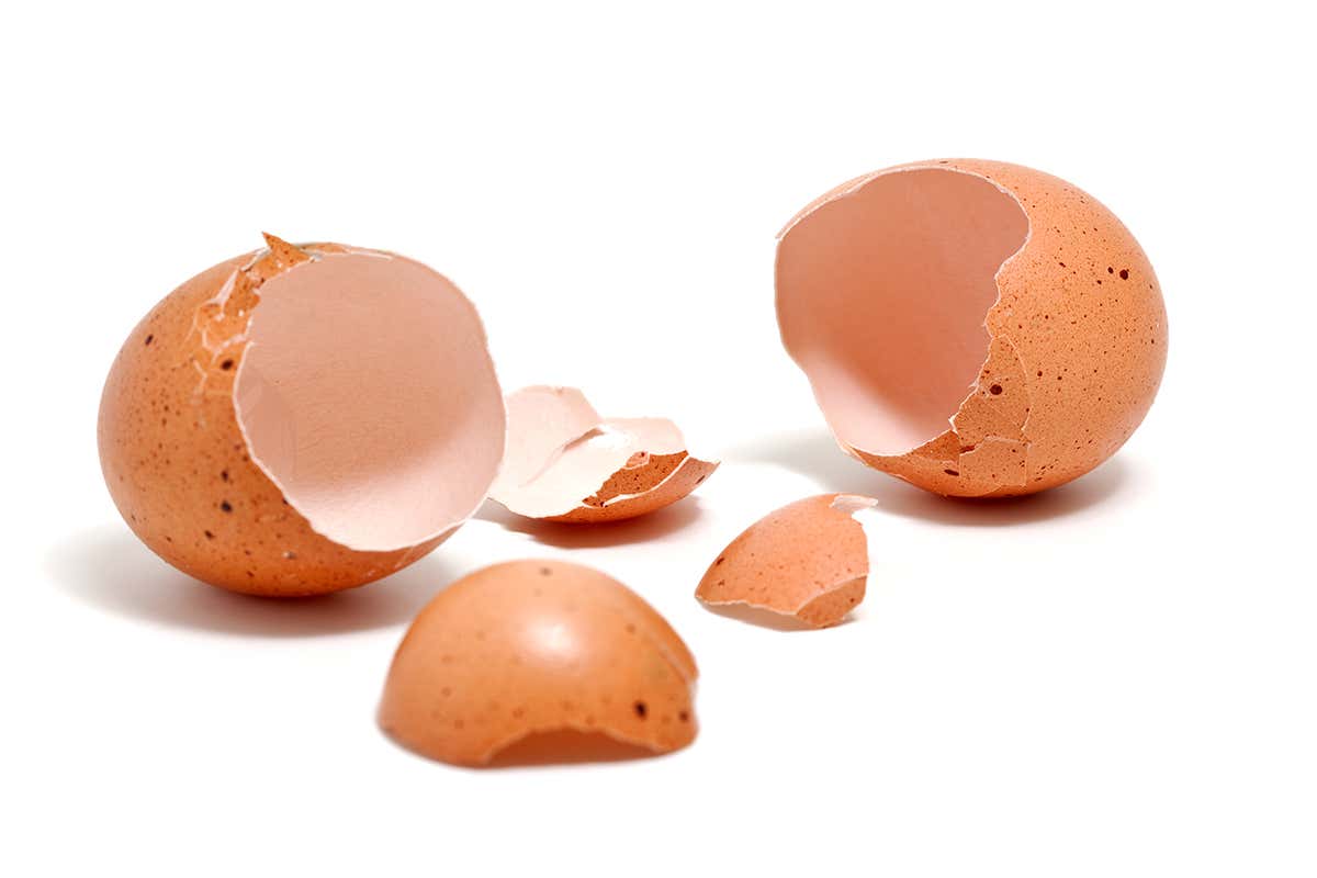 eggshells