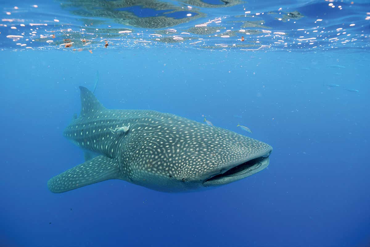 whale shark
