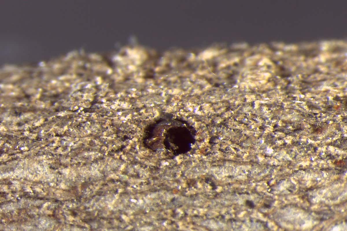 In this photo you can see Bassettia pallida’s head stuck inside of an emergence hole. B. pallida’s head has a gaping hole in it, from which Euderus set has emerged.