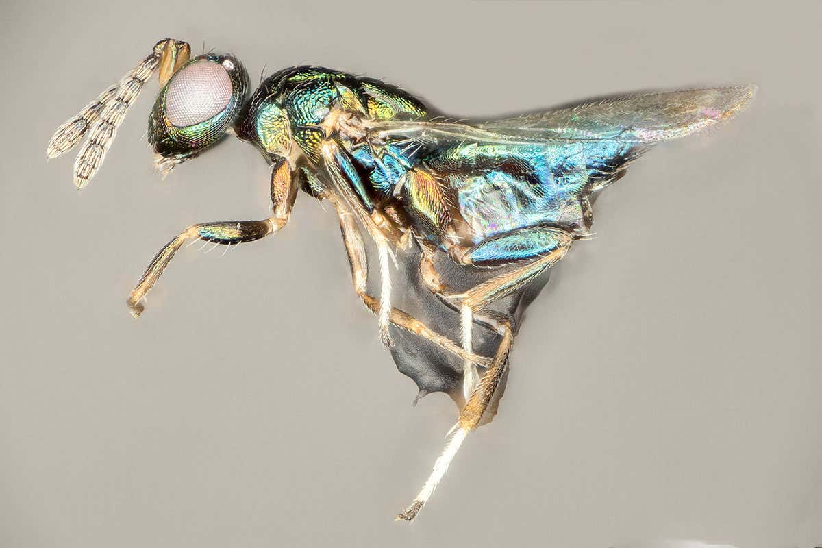 Euderus set wasp