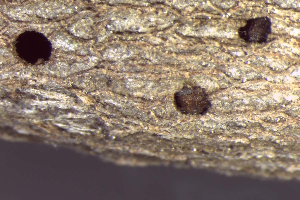 Crypt holes blocked by Bassettia pallida wasps heads