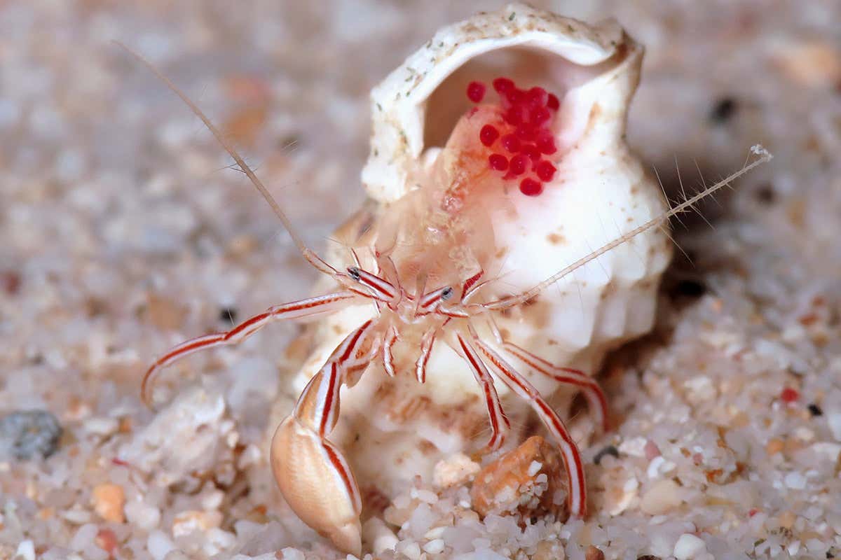 A candy striped hermit crab relocating homes