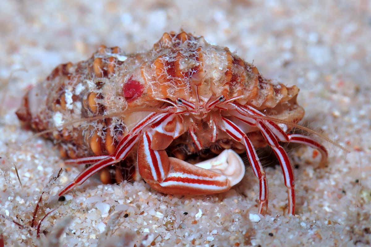A candy striped hermit crab