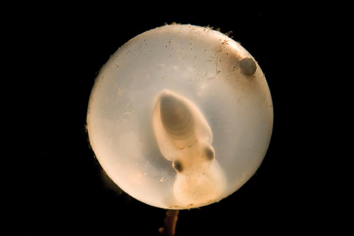 embryo
