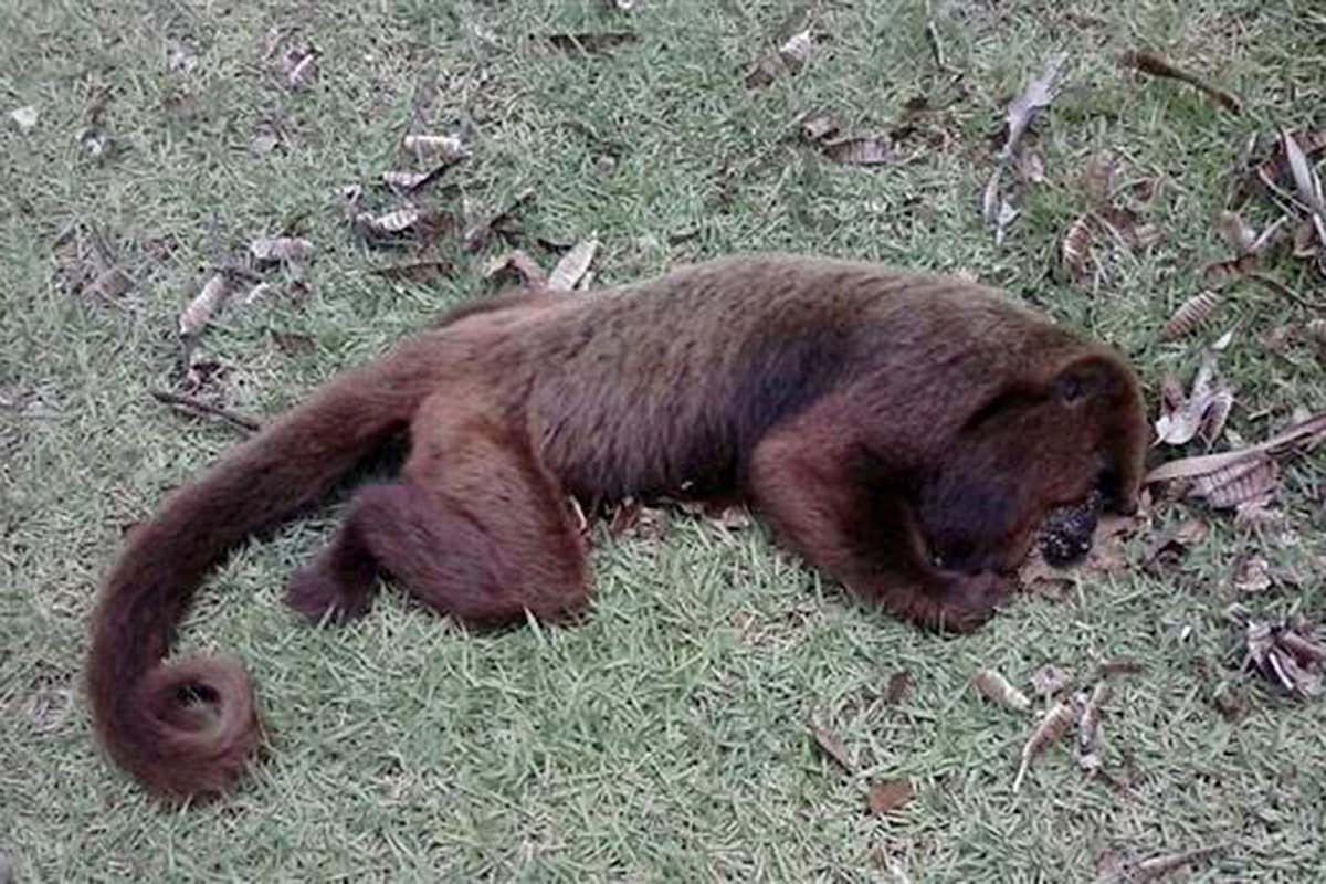Corpse of howler monkey on grass. The animal had contracted yellow fever