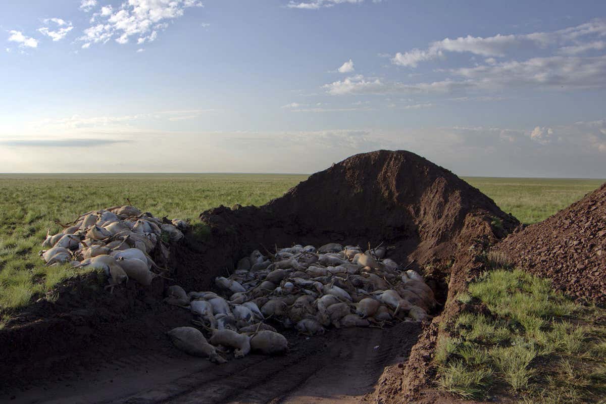 New Scientist. Science news and long reads from expert journalists, covering developments in science, technology, health and the environment on the website and the magazine.