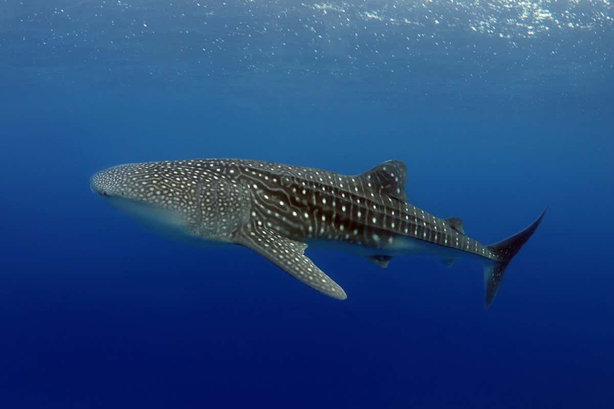 whale shark