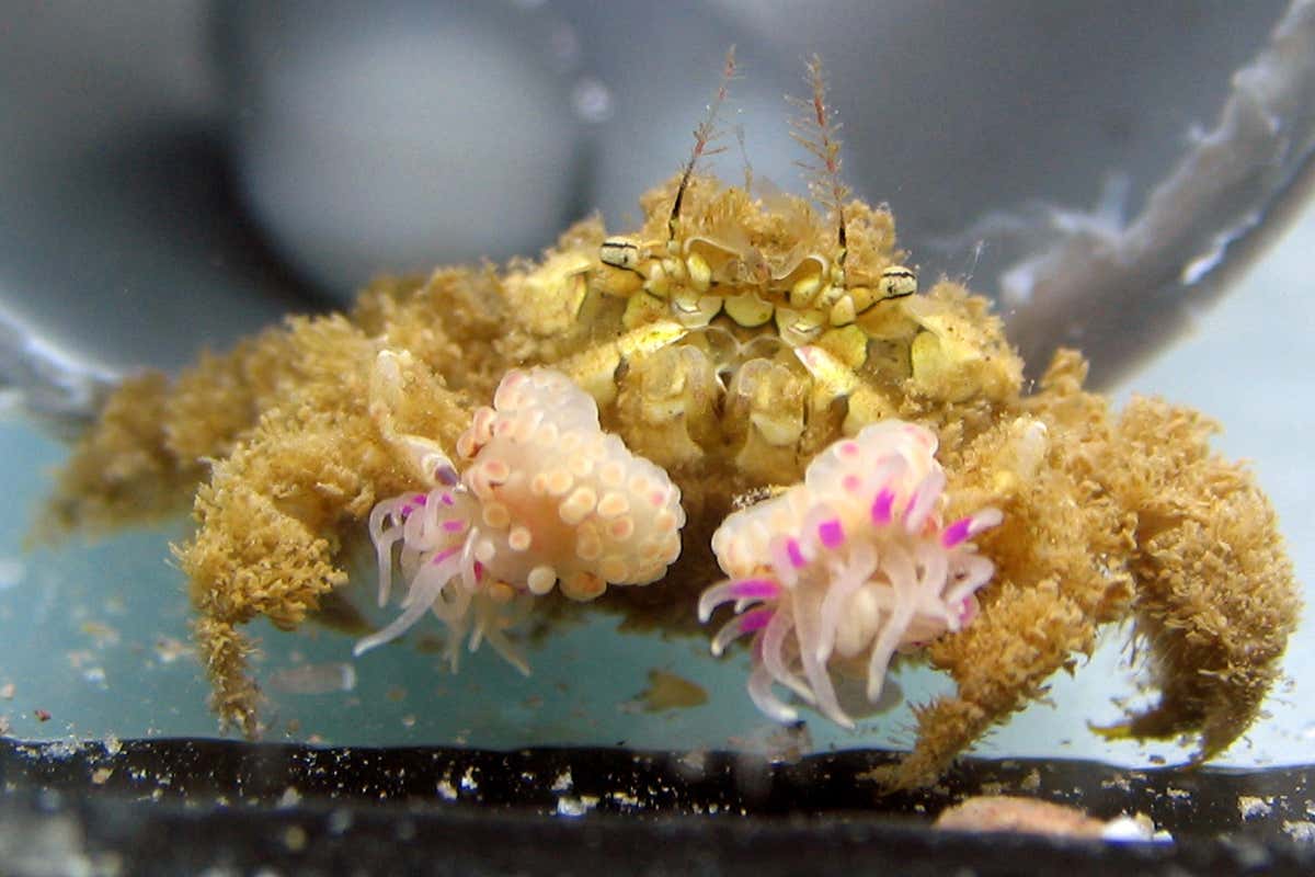 Pom-pom crabs prune their living decorations like bonsai trees