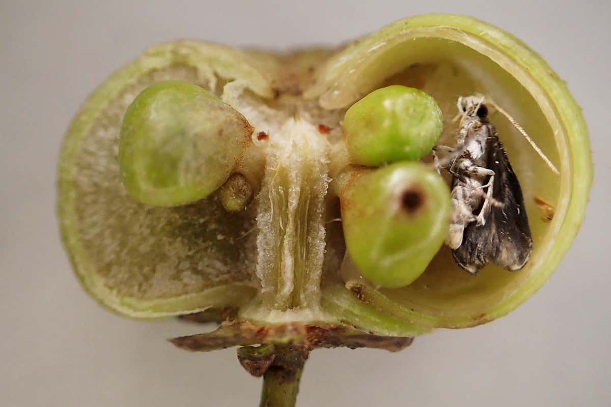 Fruit sliced in half to reveal moth