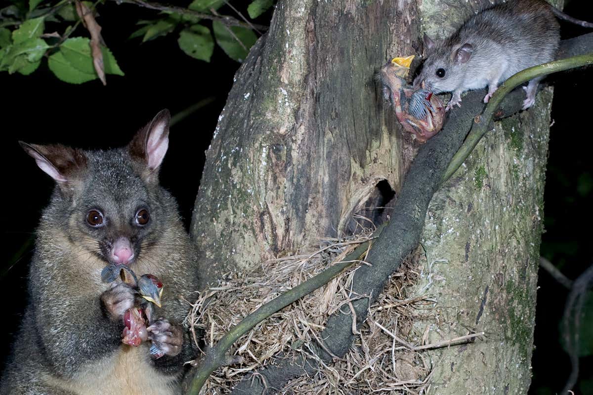 possums