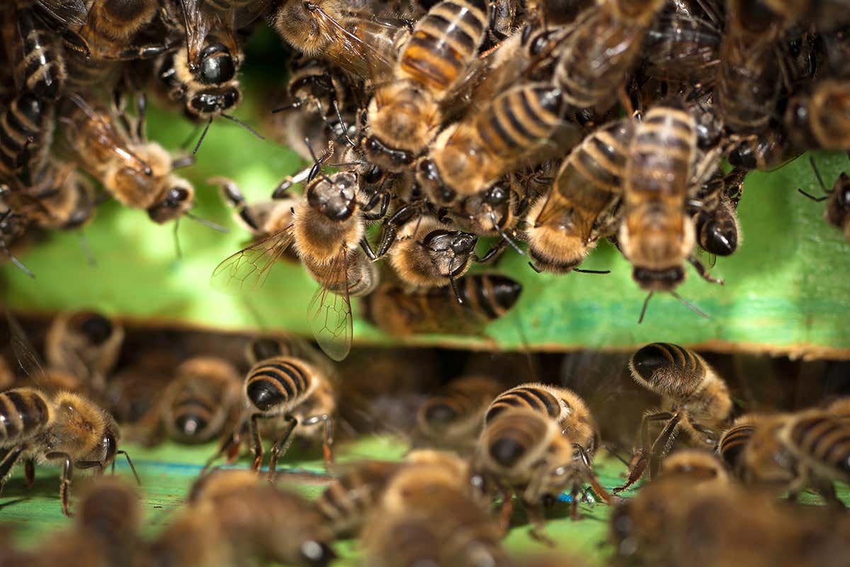 Bees entering wooden hive