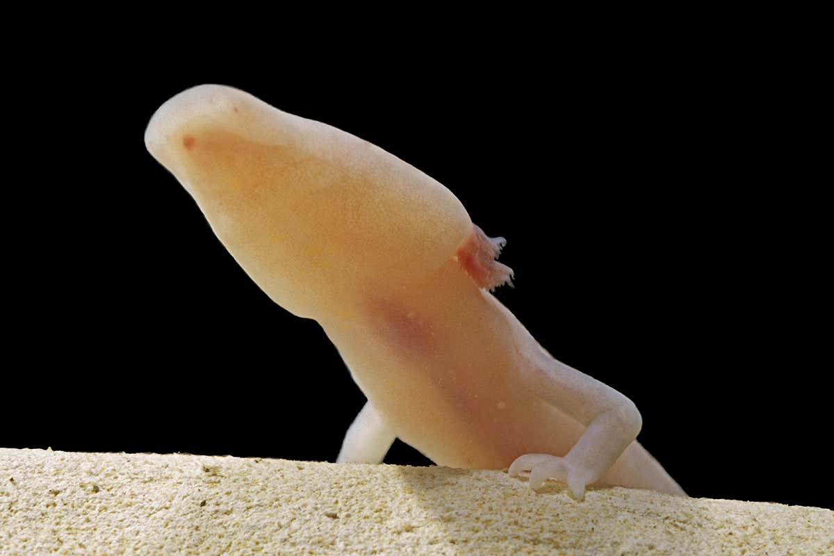 Close-up of a salamander