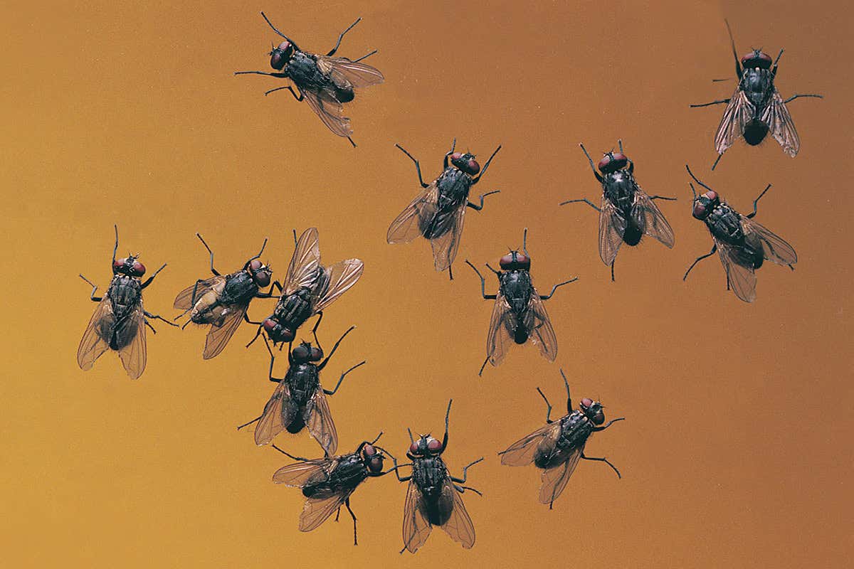 Flies seem to be spreading bacterial resistance genes