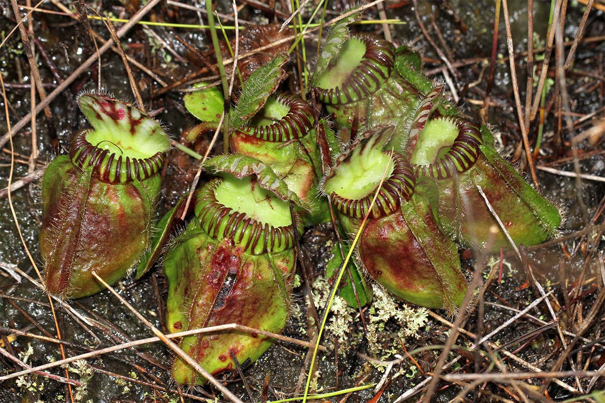 The bucket-shaped leaves of carnivorous pitcher plants