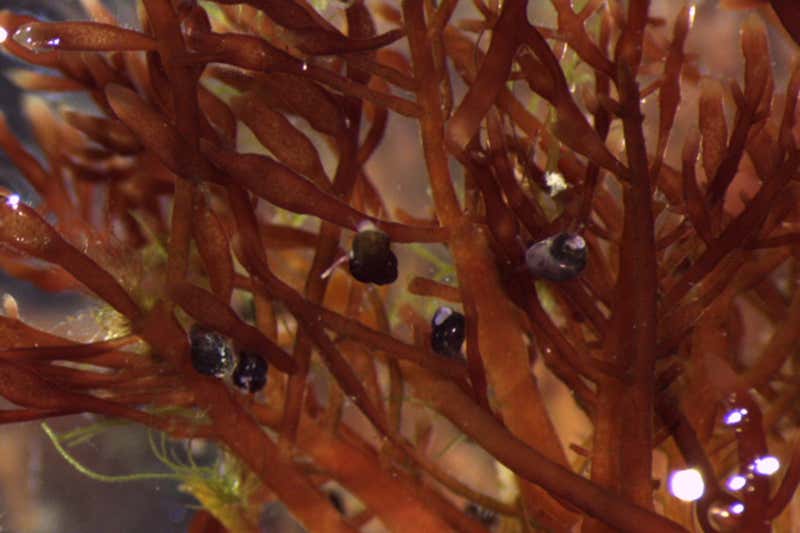 Some of the turfwinkle snails in their natural habitat