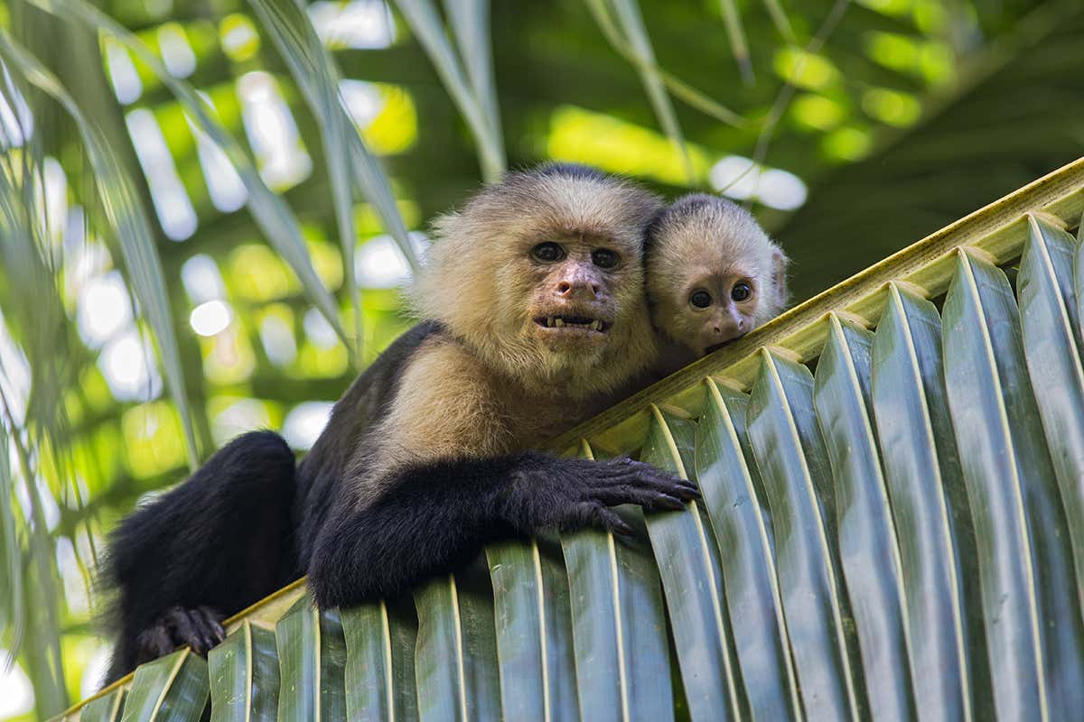 White-faced capuchin monkeys
