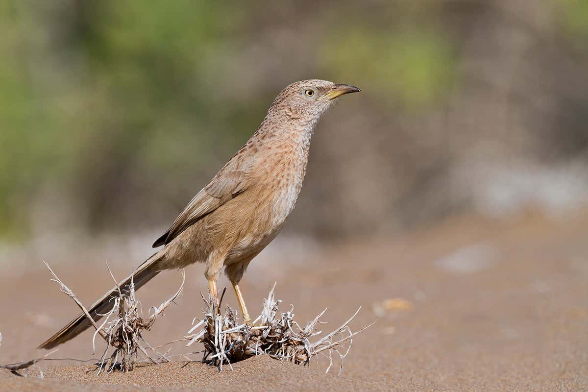 Arabian babbler bird