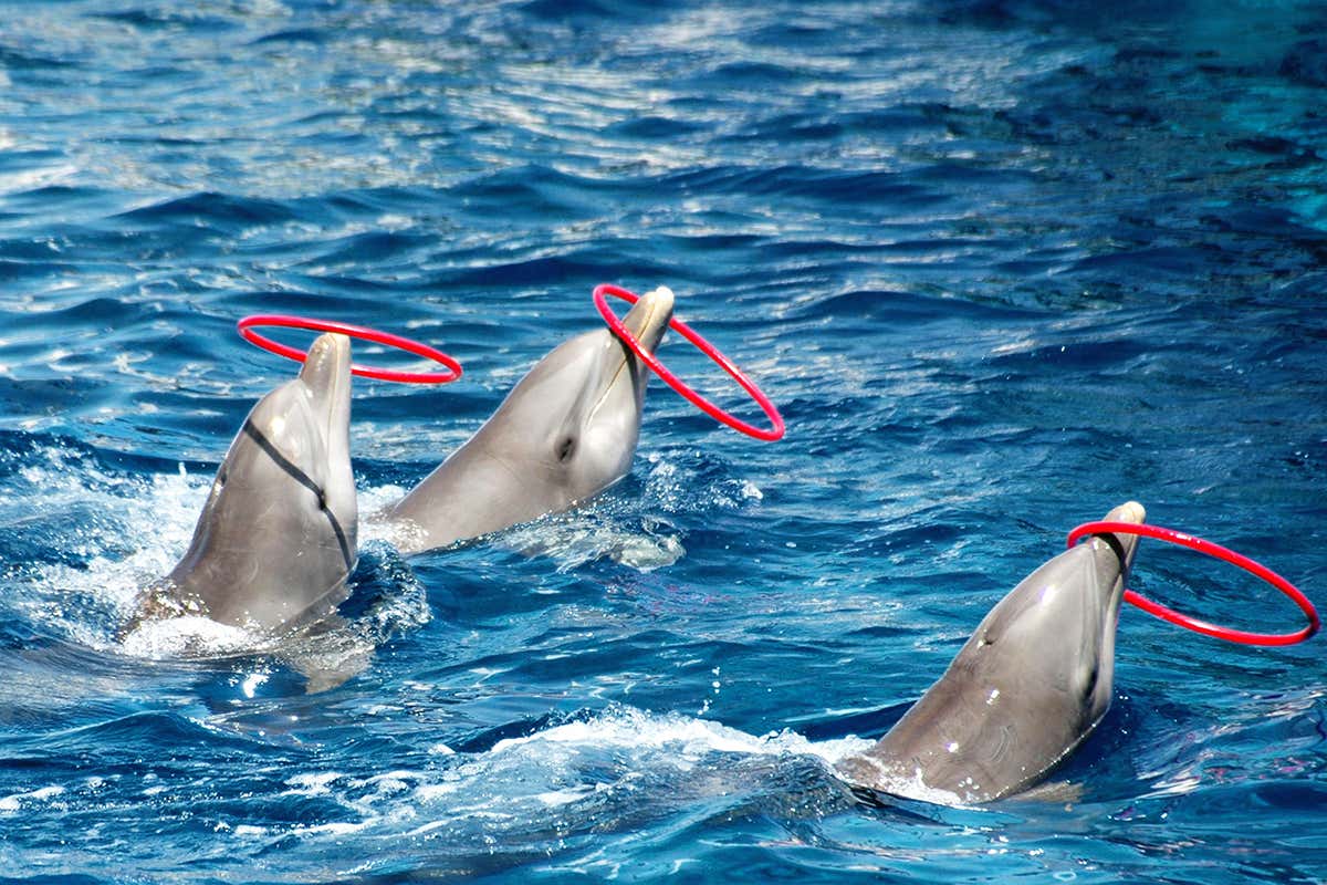 Dolphins playing with hoops