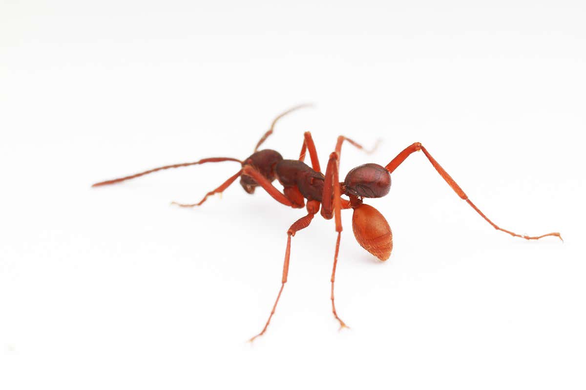 New beetle species bites army ant’s butt and hitches a ride
