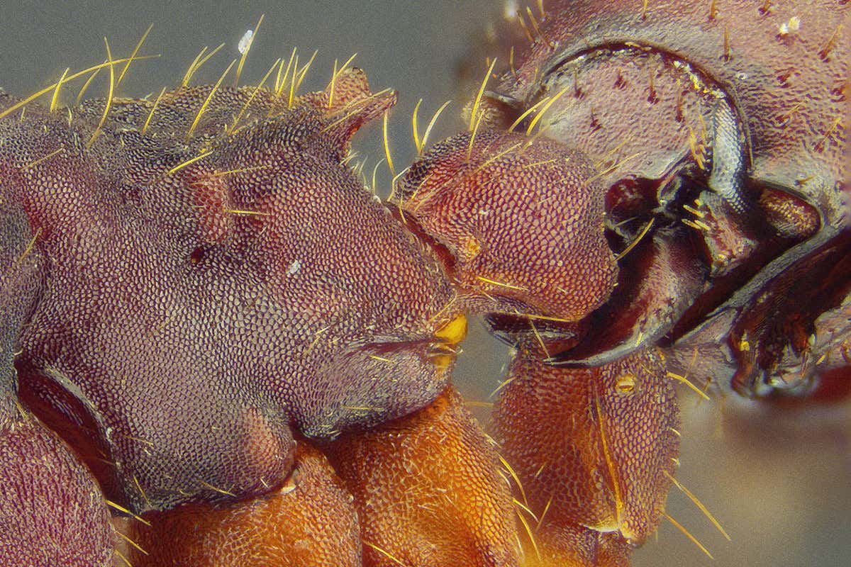 The beetle bites the ant to attach itself to it