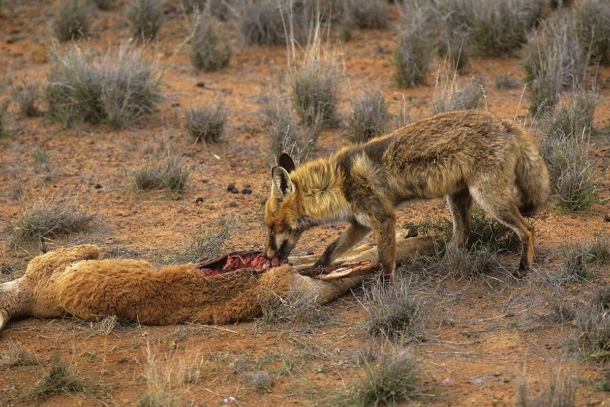 European foxes have devastated populations of native Australian species