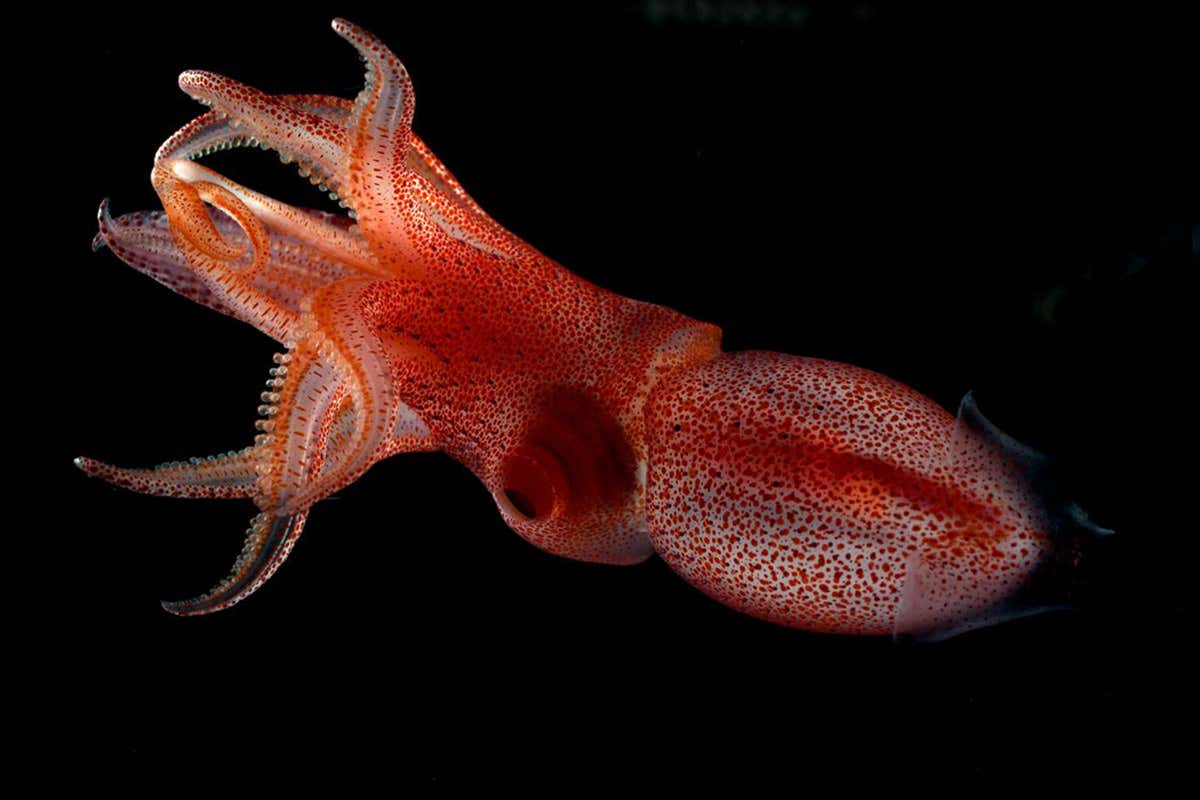 cock-eyed squid