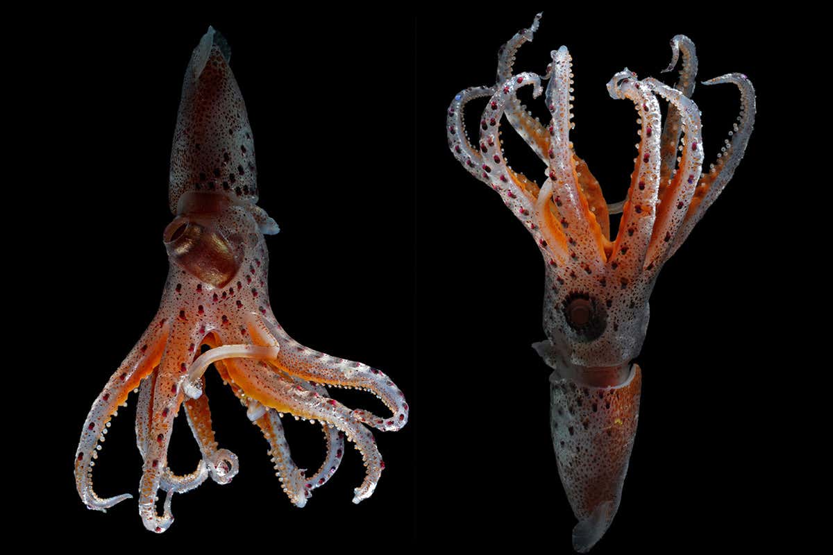 Cock-eyed squid
