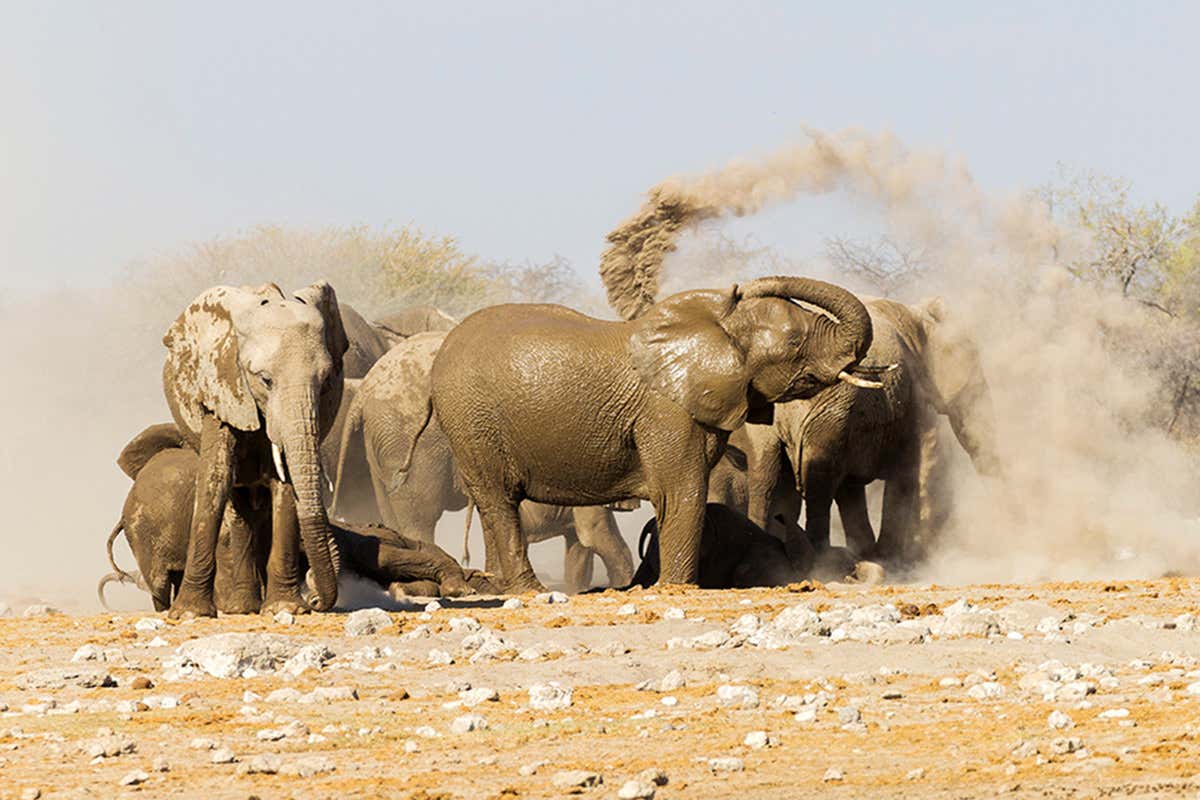 Dusty elephants, one apparently using trunk to cast earth over itself