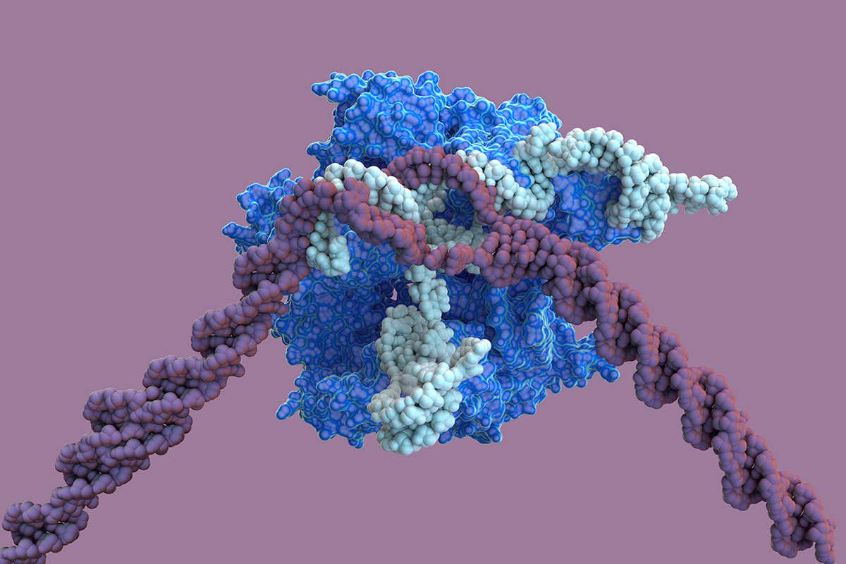 Picture of CRISPR protein at work