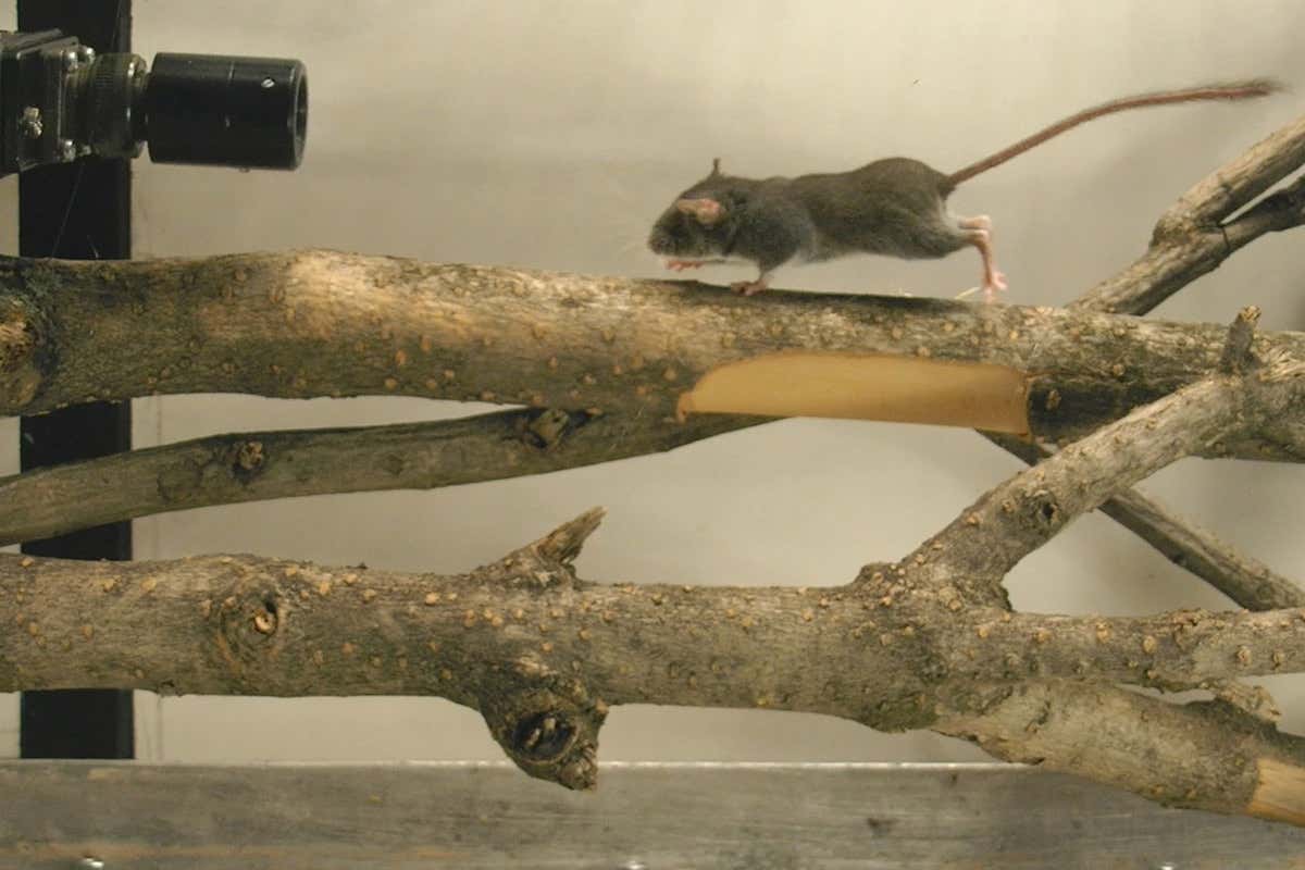 Dormouse runs along branch