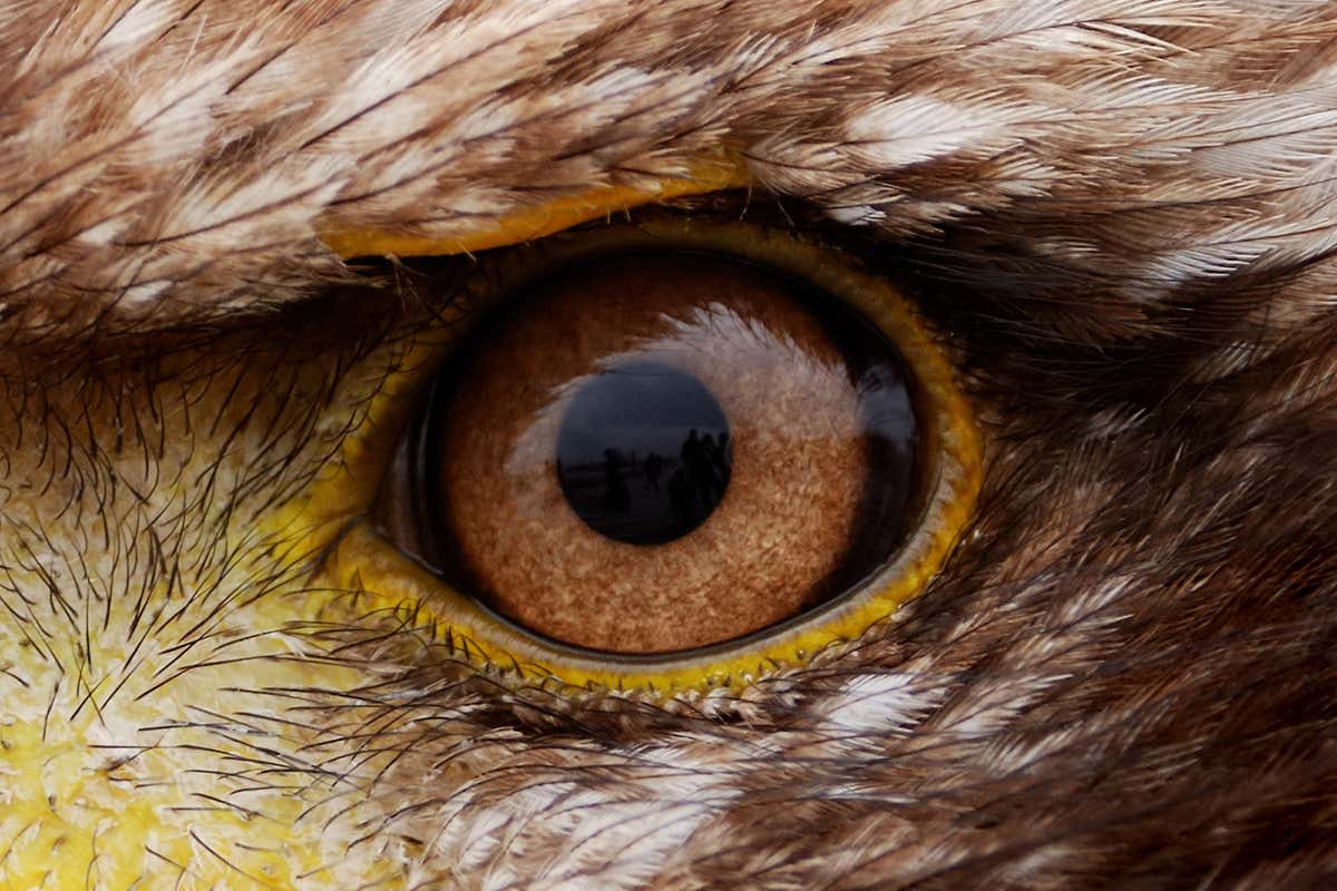 Close-up of an eagle's eye