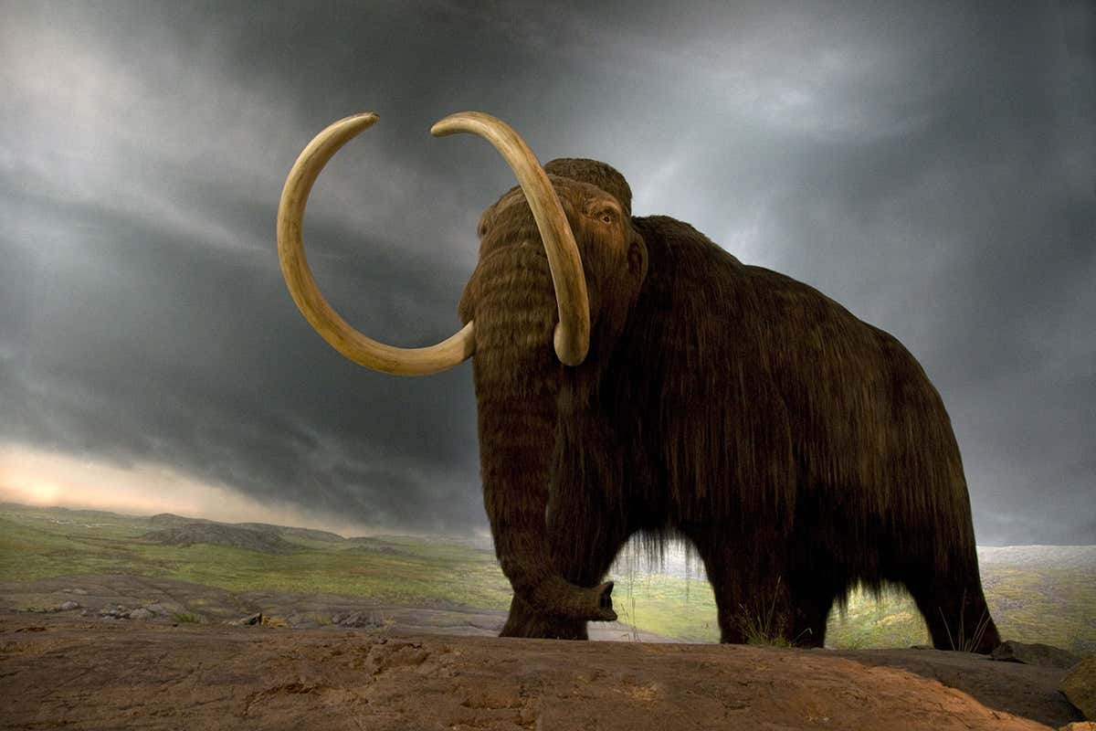 Woolly mammoth