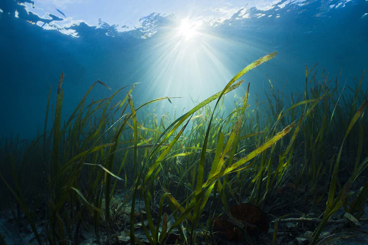 Seagrass with sea surface above