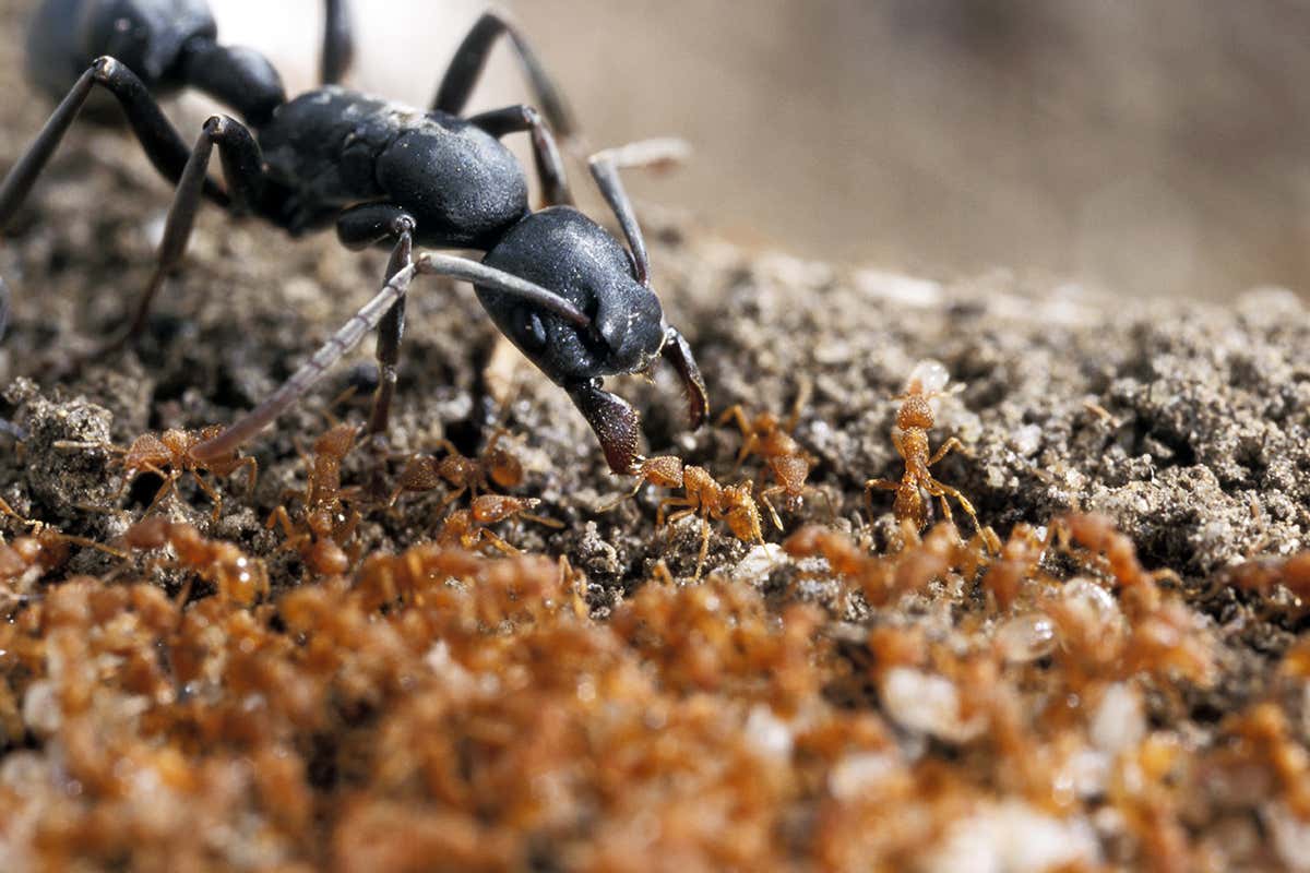 Platythyrea and Strumigenys ants