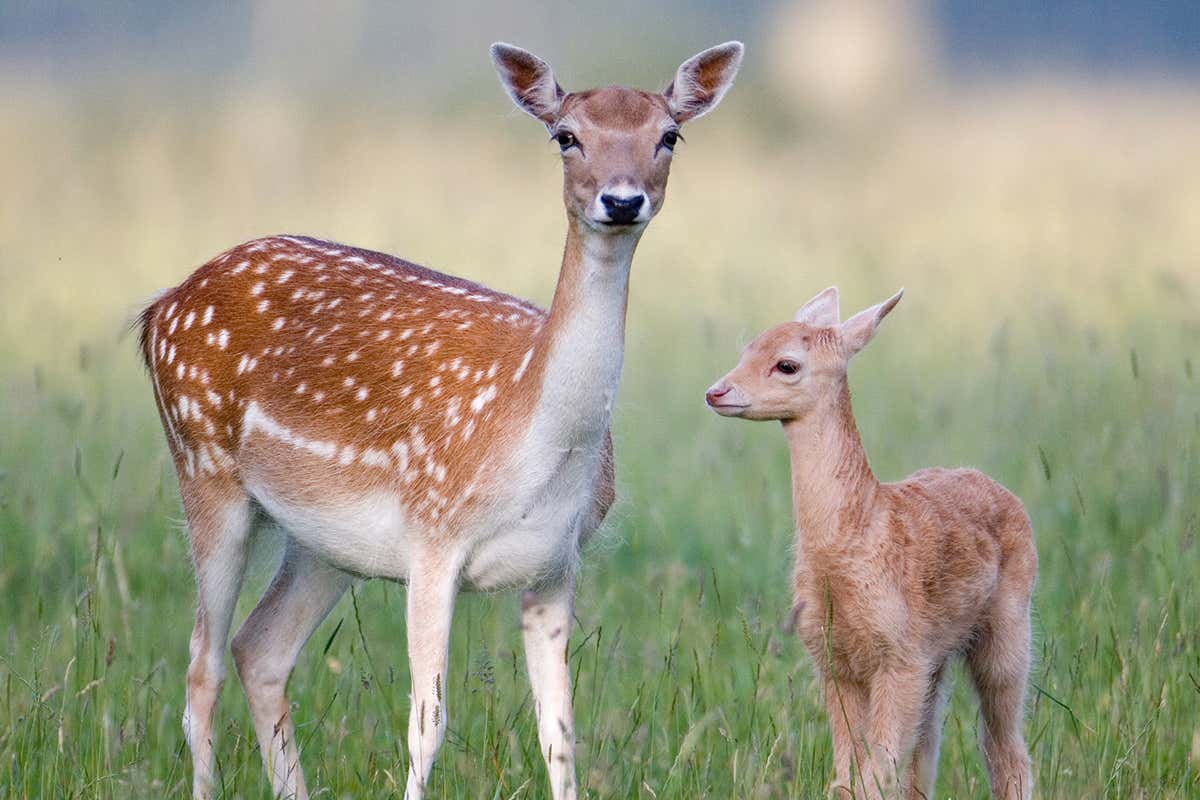 Mother deer and fawn