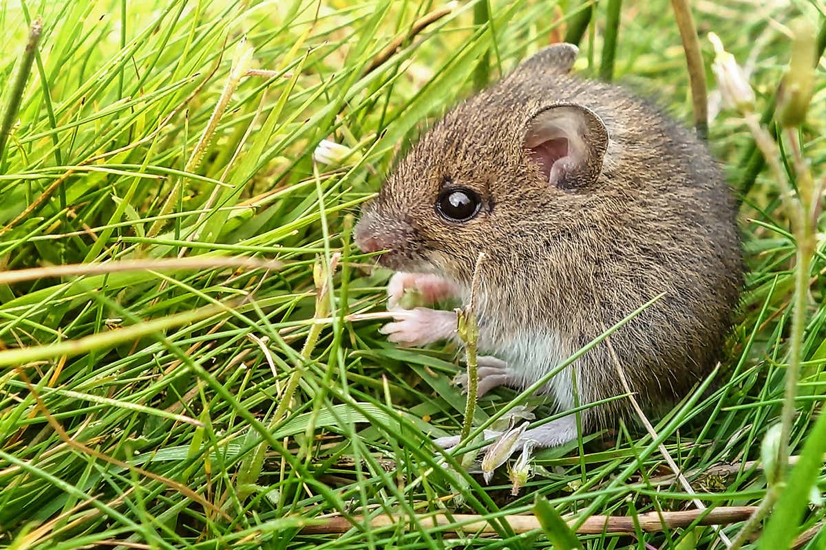 Mouse surrounded by grass