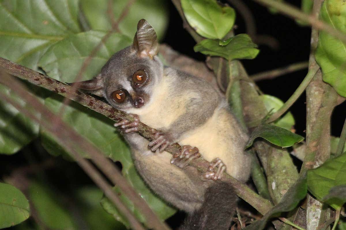 Bushbaby clinging to tree branch