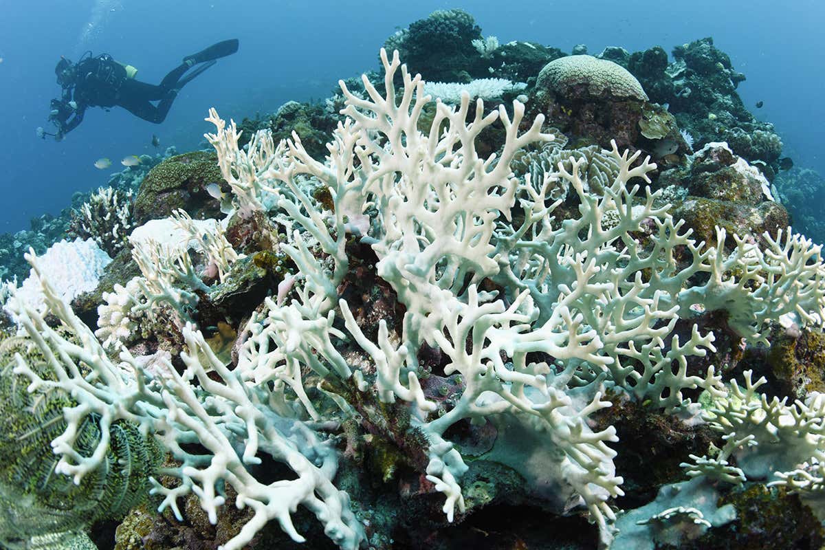 Coral bleaching